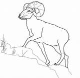 Bighorn Colorare Pecora Montagna Disegno Rocciose Disegnare Mammiferi Designlooter Printmania sketch template