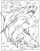 Shark Coloring Pages Megalodon Printable Color Basking Print Animals Adult Kids Realistic Sheet Colouring Great Adults Nurse Animal Bruce Sheets sketch template