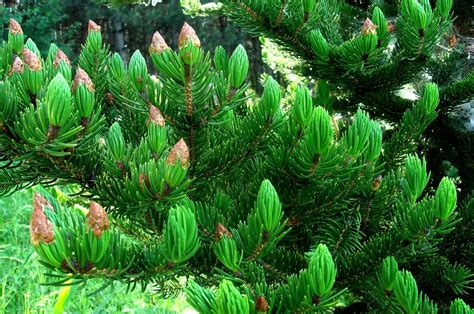 evergreen trees  sale buying growing guide treescom