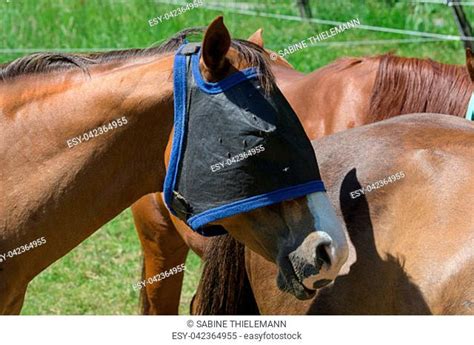 stallion covering  mare stock   images agefotostock
