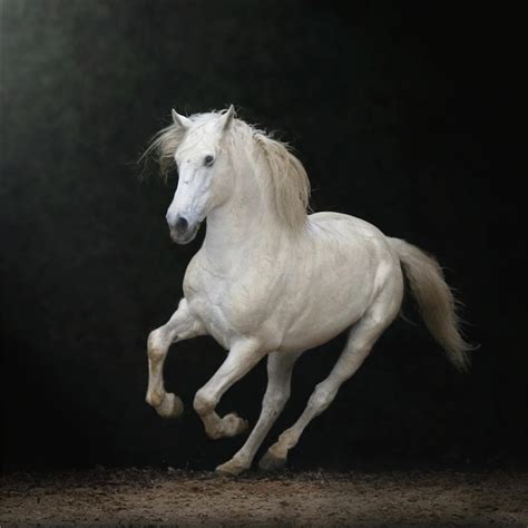 white horse galloping   christiana stawski