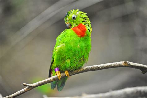 blue crowned hanging parrot loriculus galgulus male flickr