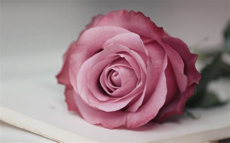 die  besten rosa rosen hintergrundbilder