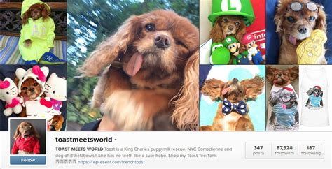 10 funny instagram accounts you need to follow icecream tech digest