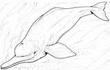 Dolphin Printable Coloring Pages River Dolphins Amazon Animals Wildlife Category Other Printablee Boto sketch template