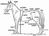 Horse Coloring Parts Diagram Kids Body Print Printable Pages Label Labels sketch template