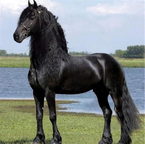 image du blog virtuellifecenterblognet animaux beaux cheval frison  de chevaux