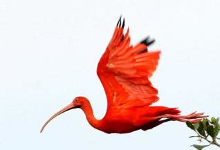 sweet  cute animals exotic birds flying