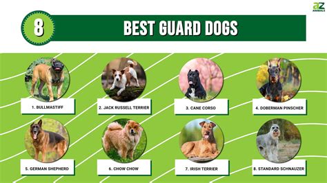 guard dogs   animals