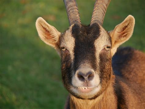 hawaiis feral goats cutebut destructive big island