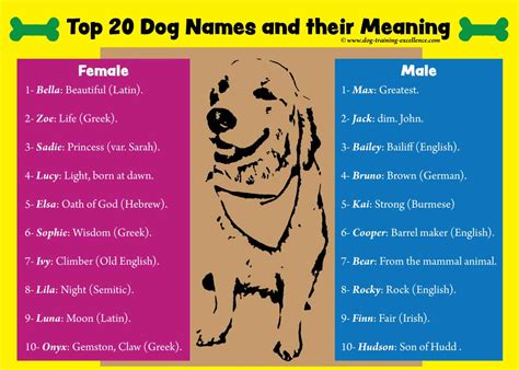 dog names  smart pets