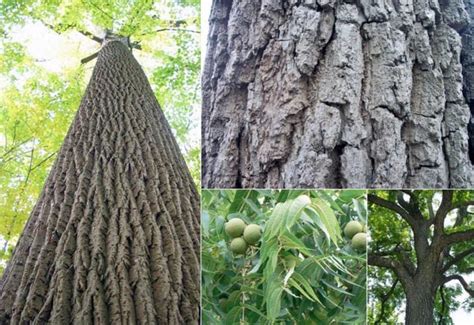 Black Walnut Tree Julans Nigra Edible Nuts Plus Timber Wood Etsy