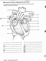 Heart Drawing Labels Diagram Labeling Anatomy Paintingvalley Color Worksheet sketch template
