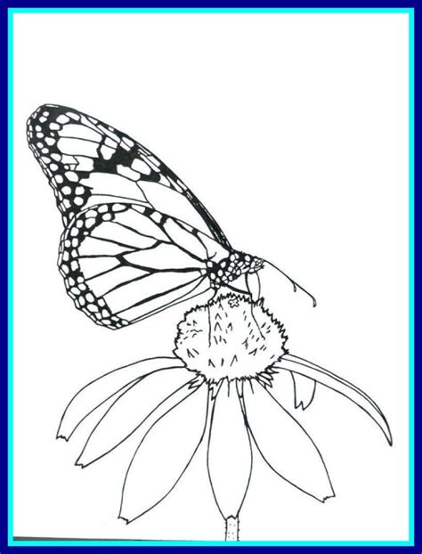 printable monarch butterfly coloring pages  monarch