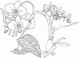 Coloring Orchid Phaleanopsis Orchids Cattleya Pages Ages Beautiful sketch template