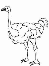 Ostrich Avestruz Struisvogel Curioso Nieuwsgierige Categorieën Ostriches sketch template