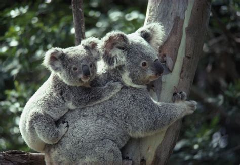 Koala Bears Newly Discovered Unique Sex Organ Guardian Liberty Voice