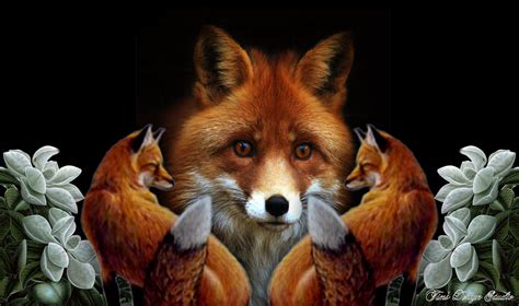 fox wallpaper  wallpapersafari