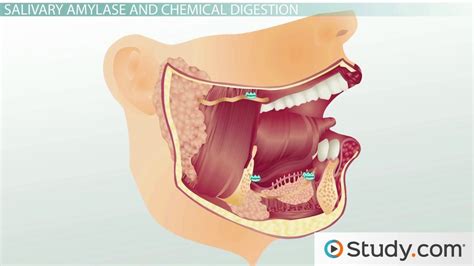 mouth throat anatomy diagram parts functions video lesson