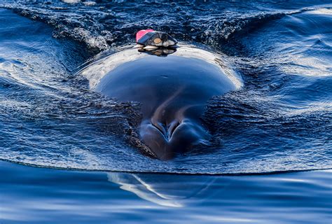 baleen whales   planets giants nioz