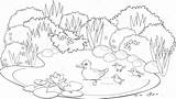 Coloring Pond Duck Stock Illustration sketch template