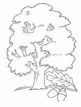 Oak Coloring Pages Print sketch template