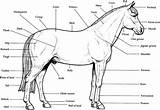 Horse Anatomy Coloring Printable Pages Horses Kids Parts Print Stall Labeled Color Breyer Book Puzzles Study Chart Unit Animal Sheets sketch template