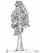 Sequoia Tree Coloring Pages California Giant Drawing Redwood Sentinal Simple State Line Trees Trunk Printable Flag Getdrawings Baobab Color Getcolorings sketch template