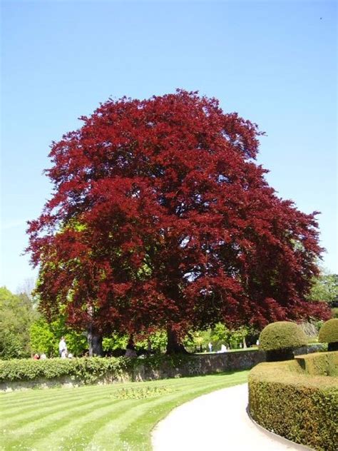 red treethats   richard harrison geograph britain  ireland