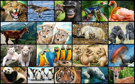 animals collage pictures