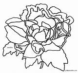 Peony Template Coloring Indiana sketch template