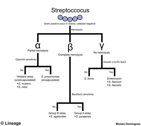 Streptococcus Agalactiae Group B Streptococci