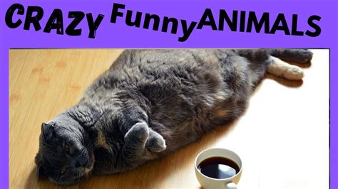animals   funniest   compilations youtube