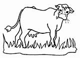 Cow Grass Eating Clipart Coloring Cows Hungry Netart Drawing Animal Pages Eat Clip Drawings Clipartfest Cliparts Clipartbest Farm Draw Animals sketch template