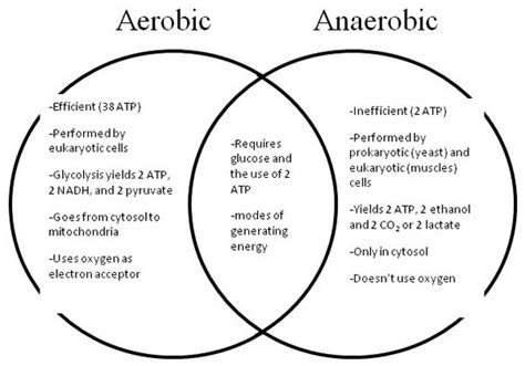 anaerobic  aerobic respiration