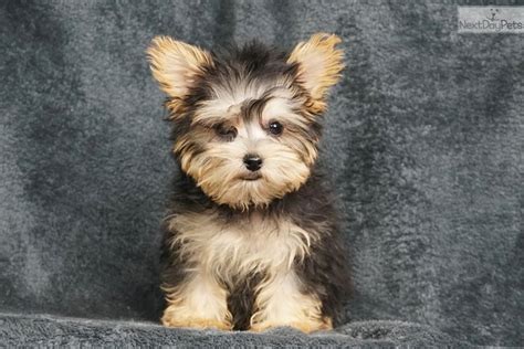 baby yorkshire terrier yorkie puppy  sale  fort wayne