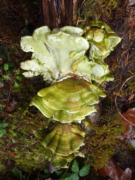 turkey tail mushrooms  immune system fight cancer huffpost