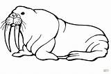 Walrus Coloring Sea Lion Drawing Pages Printable Cute Tusks Long Kids Tusk Color Getdrawings Drawings Animals Dot sketch template