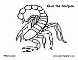 Scorpion Coloring Pages Color Scorpio Animals Printable Kids Print Drawing Mortal Kombat Easy Animal Getdrawings Sheets Getcolorings Exploringnature Lovely sketch template