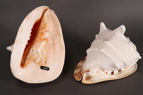 yeung estate conch shells  cm  natural history industry science technology