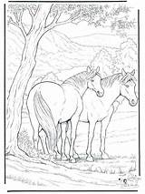 Animal Coloring Pages Complex Getcolorings Hard sketch template
