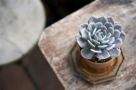 14 Houseplants For People With No Green Thumb