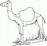 Camel Coloring Pages Printable Kids Animals Animal Drawing Dromedary Cute Arabian Drawings Bestcoloringpagesforkids sketch template