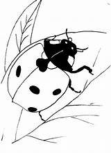 Ladybug Coloring Pages Color Print Printable Life Cycle Lady Bug Bookmark Drawings Sheet Animals Drawing Line sketch template