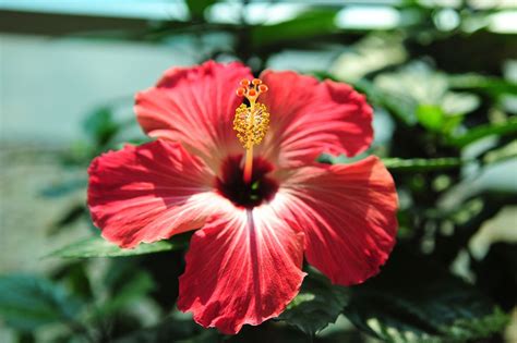 vibrant tropical flowers tropical flowers  grow
