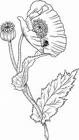 Poppies Opium Pavot Coquelicot Papavero Supercoloring Papaveri Oppio Mak Kolorowanki Coquelicots Opio Decalquer Stampare Druku Kolorowanka Depuis Coloriages Gratuits sketch template