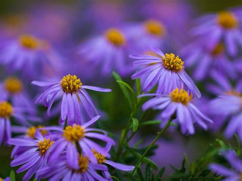 daisies purple yellow flowers desktop wallpaper hd
