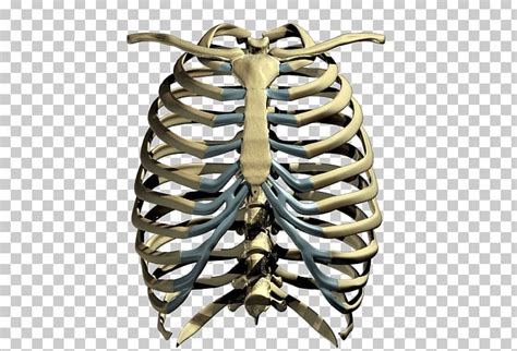 Rib Cage Human Body Anatomy Human Rib Cage By