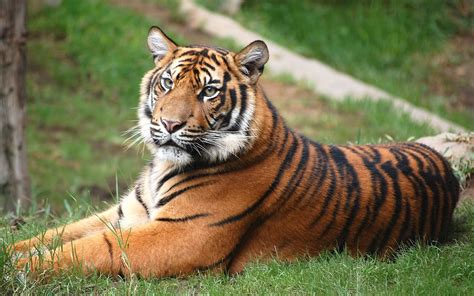 fotos de animales coleccion de fotos de tigres