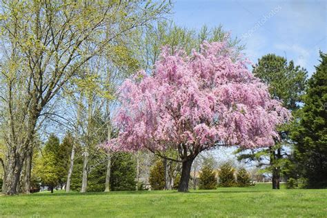 cherry blossom willow tree weeping willow tree  full bloom pink